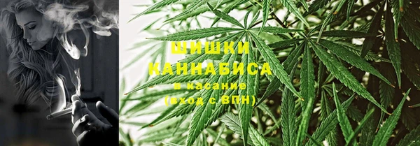 прущие грибы Мурманск